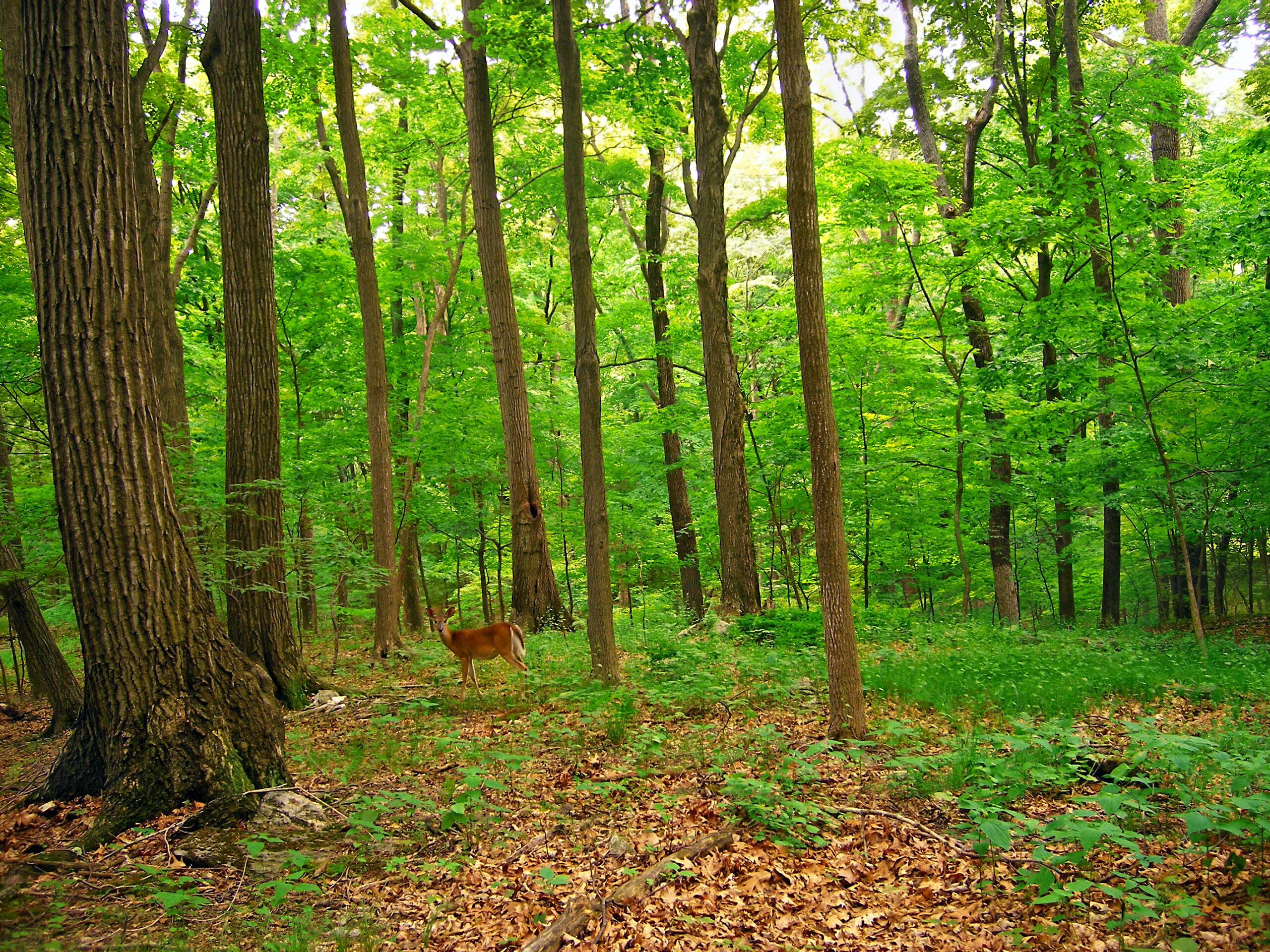 photo by Nicholas A. Tonelli from Pennsylvania, USA